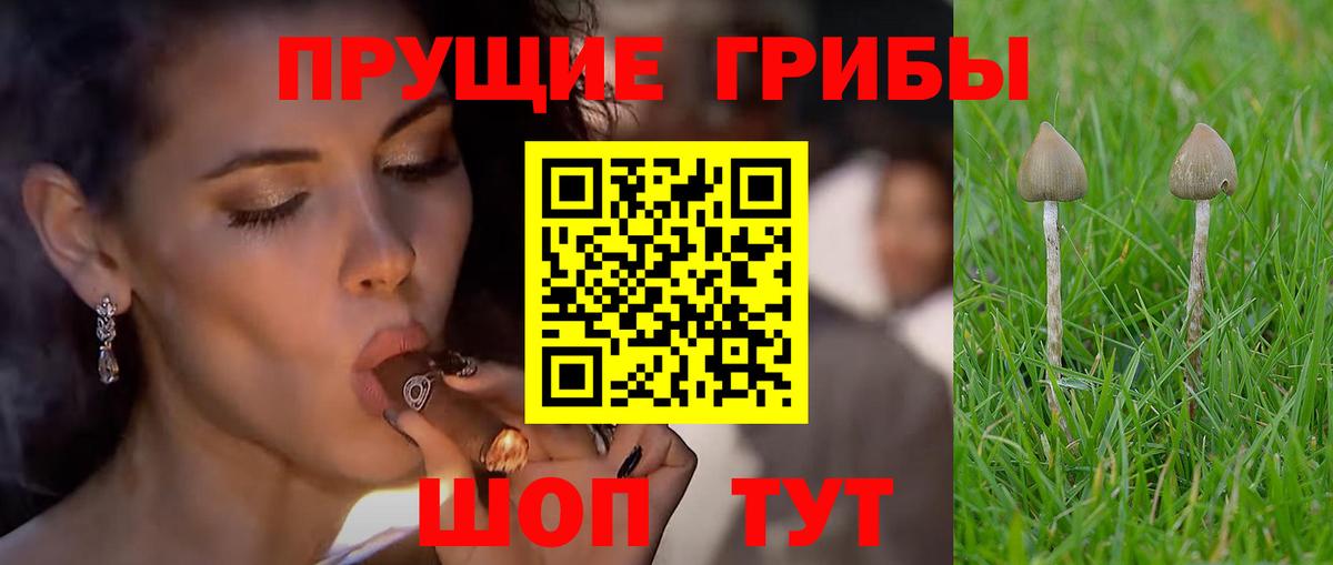 Псилоцибиновые грибы Psilocybe Тосно